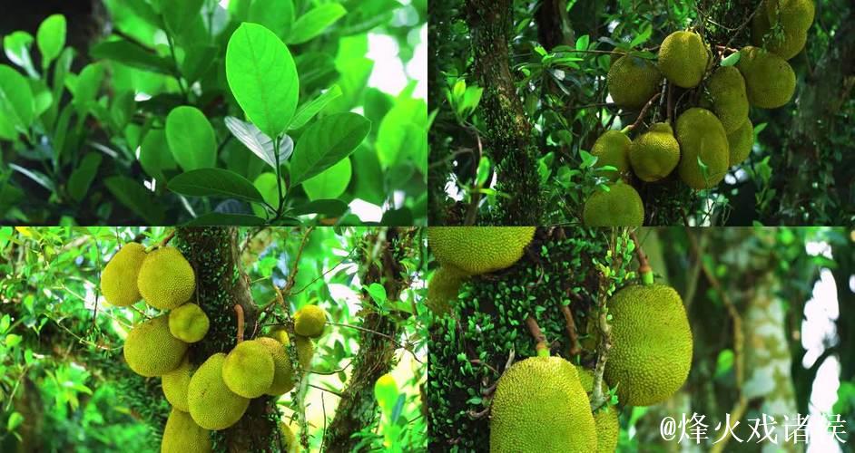 下载菠萝蜜视频 下载菠萝蜜视频